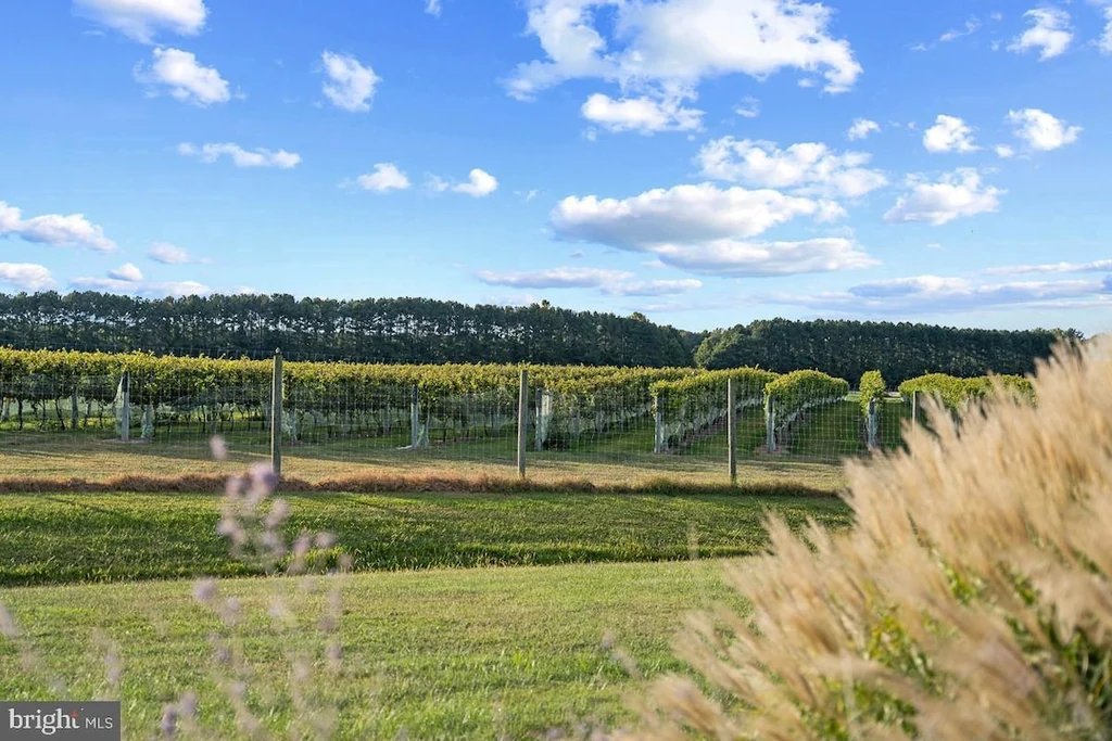 27772 Sharp Rd – Vineyard Landscape Vineyard Landscape at Stock Range Farm, 27772 Sharp Rd, Easton, Maryland
