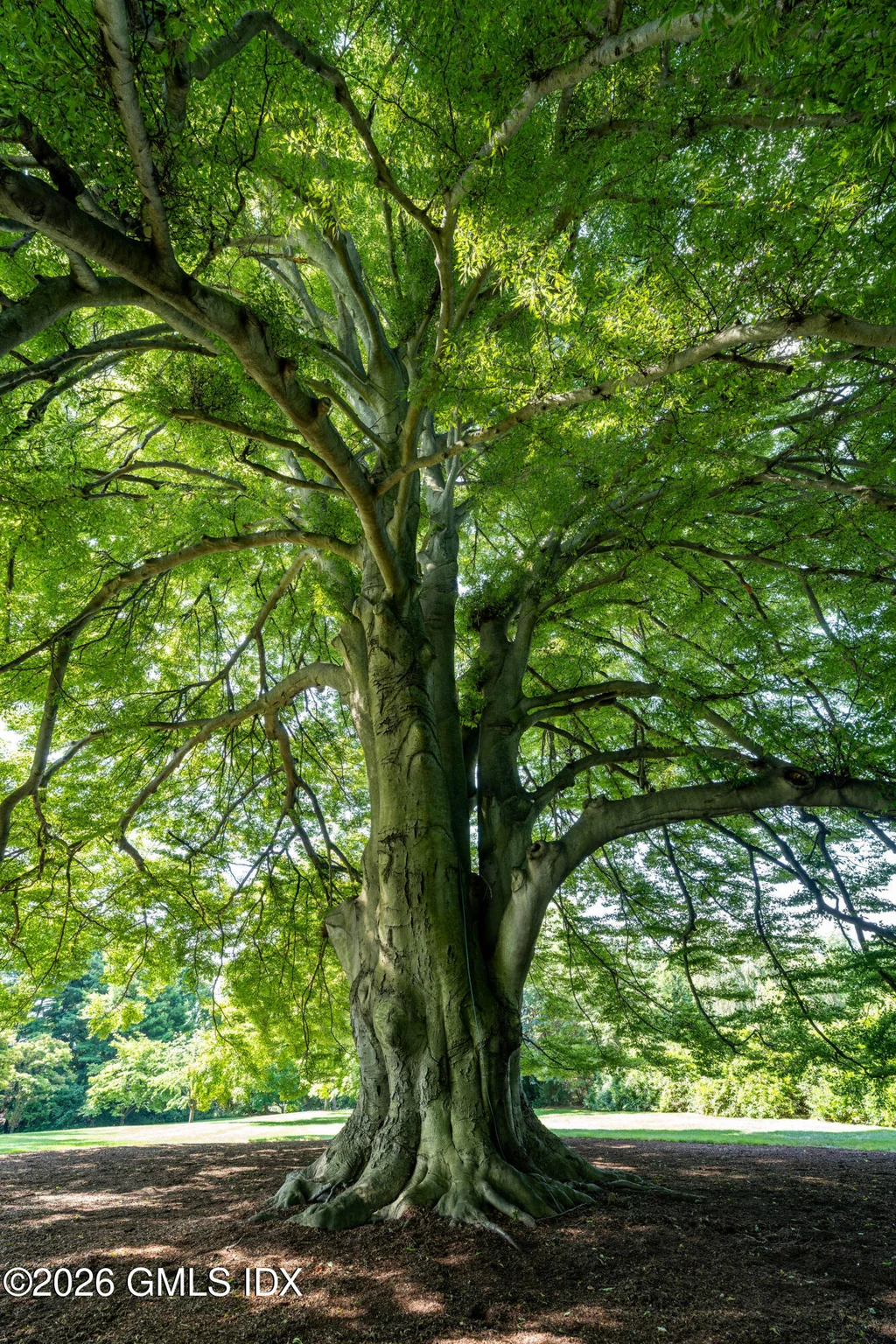 380 North St Greenwich Mature Beech Tree 380 North St Greenwich Mature Beech Tree